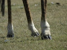 Western_Corridor_(Kirawira)2003-110